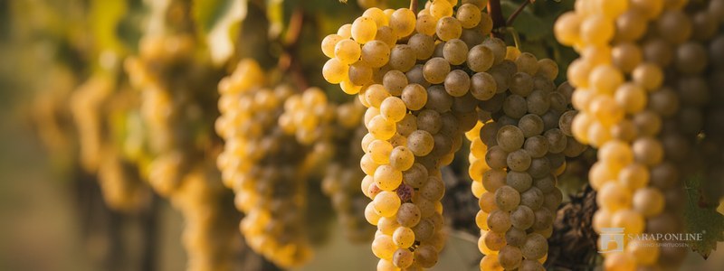 Trauben Soave