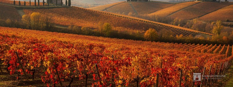 Weinberg Corvina, Rondinella & Molinara