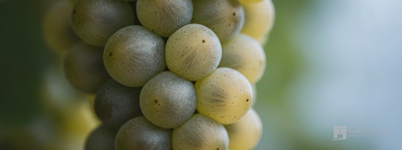 Trauben der Rebsorte Vermentino